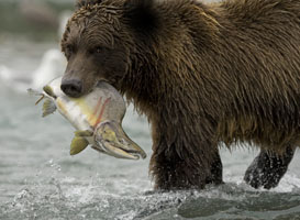 bear w salmon